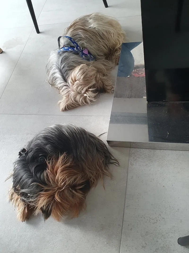 Sylvie Lüdi — Tierarzt, Tavannes, Bern. Foto 2