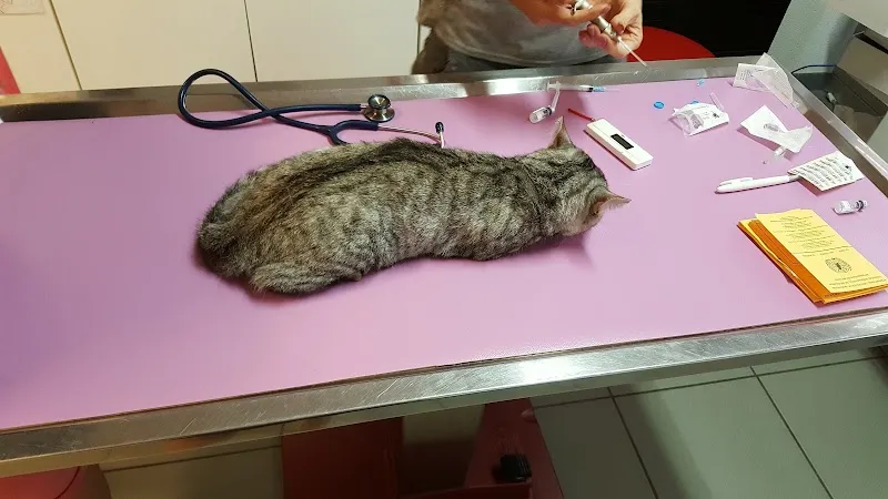 Sylvie Lüdi — Tierarzt, Tavannes, Bern. Foto 3