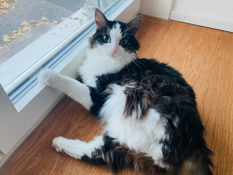 Tierarzt - Kleintierpraxis Gelbe Pfote AG — Vétérinaire, Langenthal, Berne. Foto 2