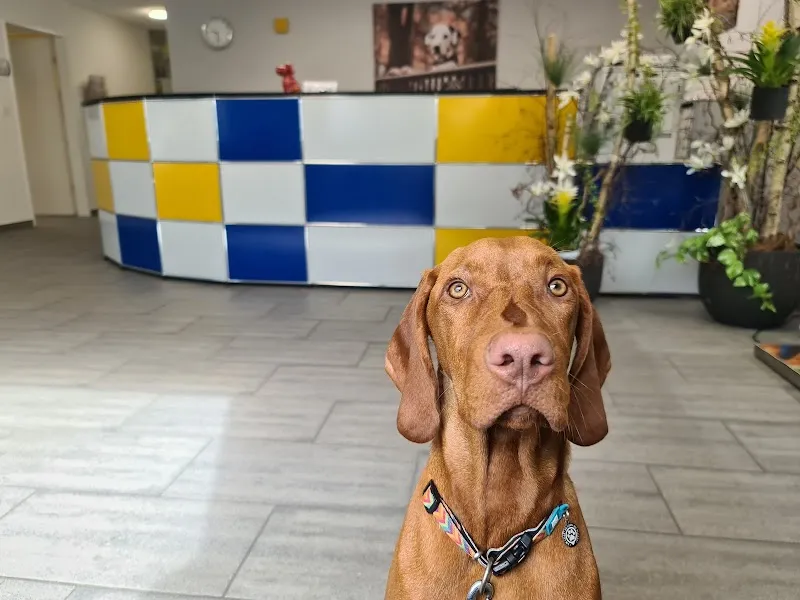 Tierarzt - Kleintierpraxis Gelbe Pfote AG — Vétérinaire, Langenthal, Berne. Foto 3