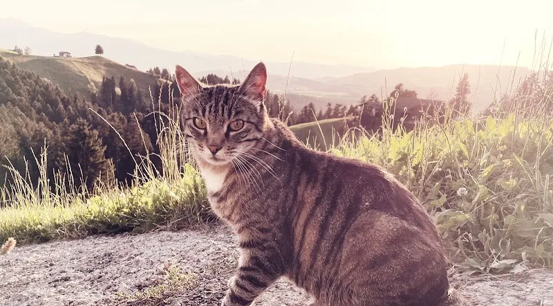 Tierarzt Heimenschwand AG — Tierarzt in Buchholterberg, Bern. Bewertung 4.8/5.