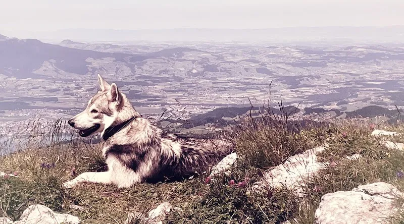 Tierarzt Heimenschwand AG — Vétérinaire, Buchholterberg, Berne. Foto 2