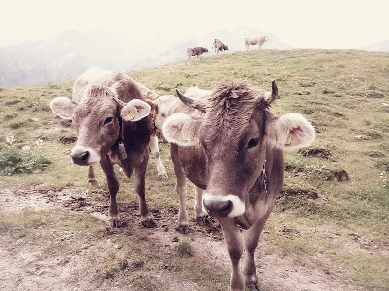 Tierarzt Heimenschwand AG — Vétérinaire, Buchholterberg, Berne. Foto 3