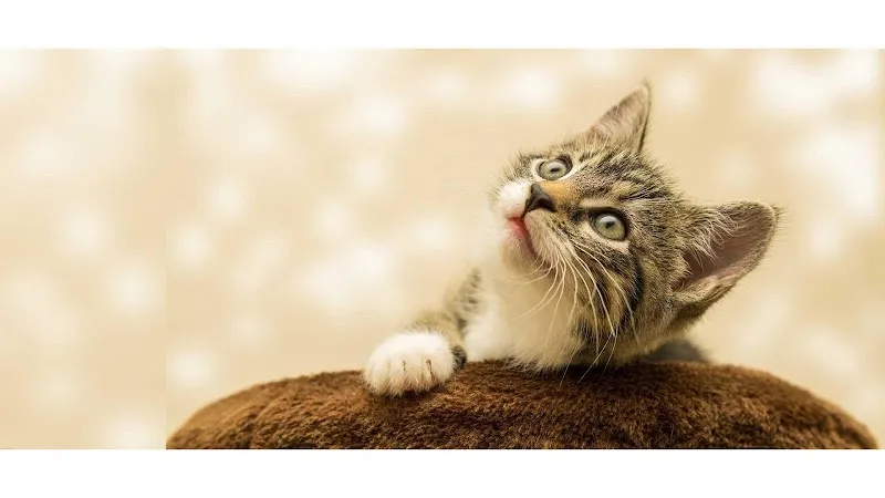 Tierarztpraxis Berchtold — Tierarzt in Biel, Bern. Bewertung 4.7/5.