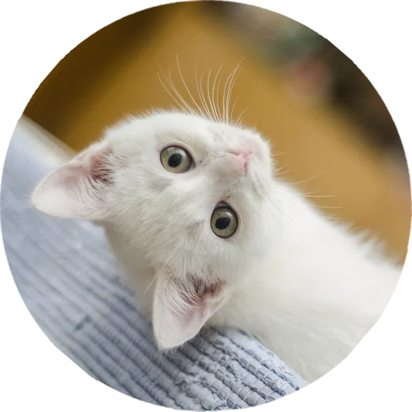 Tierarztpraxis Berchtold — Vétérinaire, Biel, Berne. Foto 2