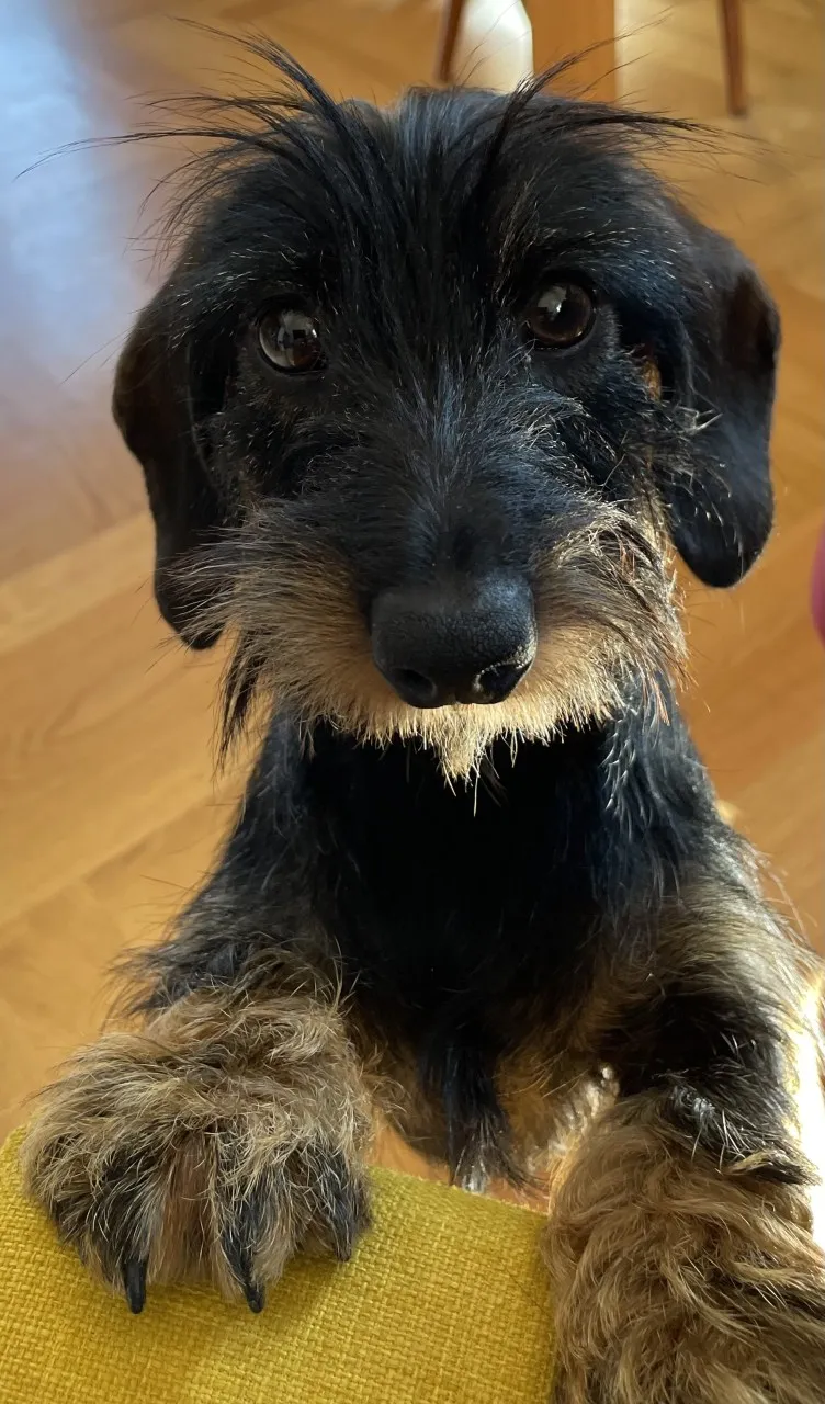 Tierarztpraxis Berchtold — Vétérinaire, Biel, Berne. Foto 3