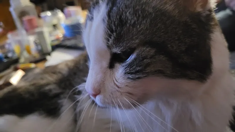 Tierarztpraxis Bärn West GmbH — Vétérinaire, Bern, Berne. Foto 2