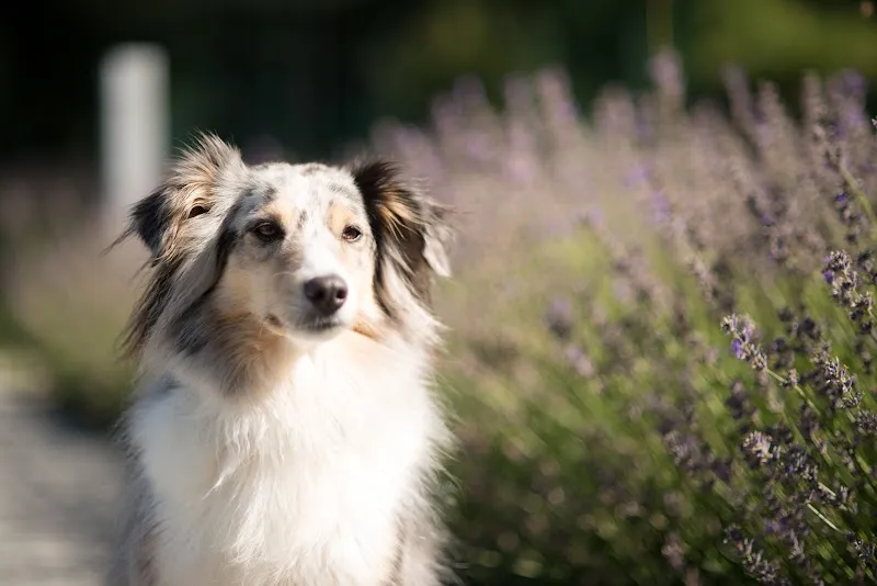 Tierarztpraxis DUOVet — Tierarzt in Säriswil, Bern. Bewertung 4.8/5.
