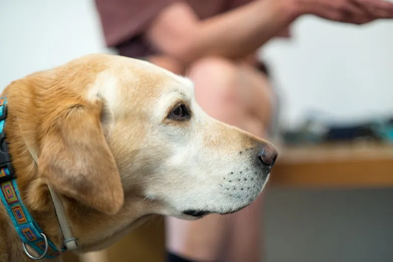 Tierarztpraxis DUOVet — Vétérinaire, Säriswil, Berne. Foto 2