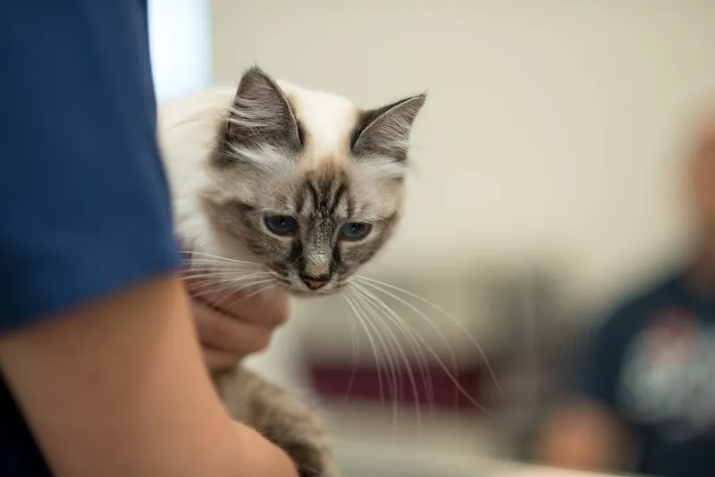 Tierarztpraxis DUOVet — Vétérinaire, Säriswil, Berne. Foto 3