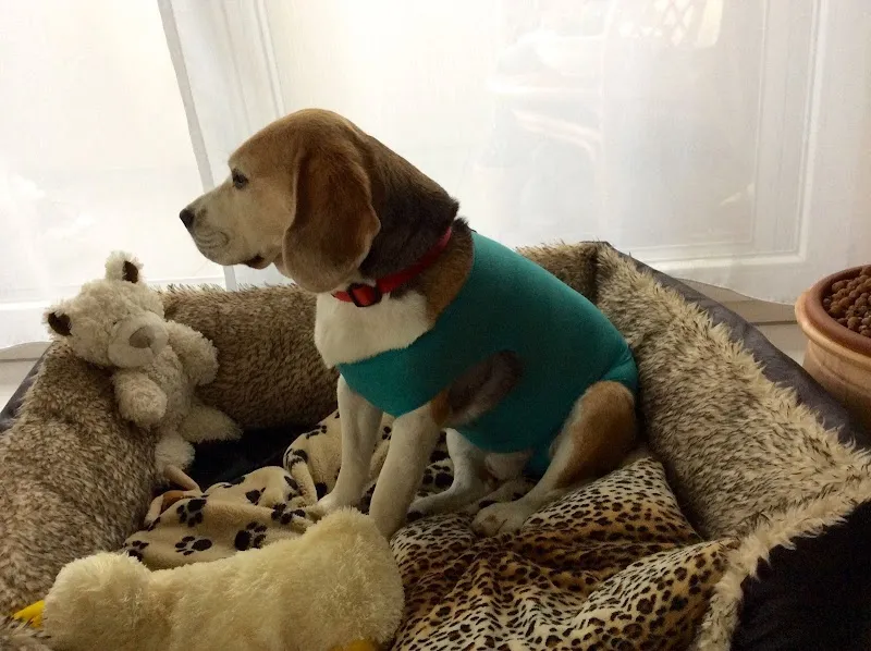 Tierarztpraxis Dr. med. vet. Daniel Zimmerli — Tierarzt in Hilterfingen, Bern. Bewertung 4.9/5.