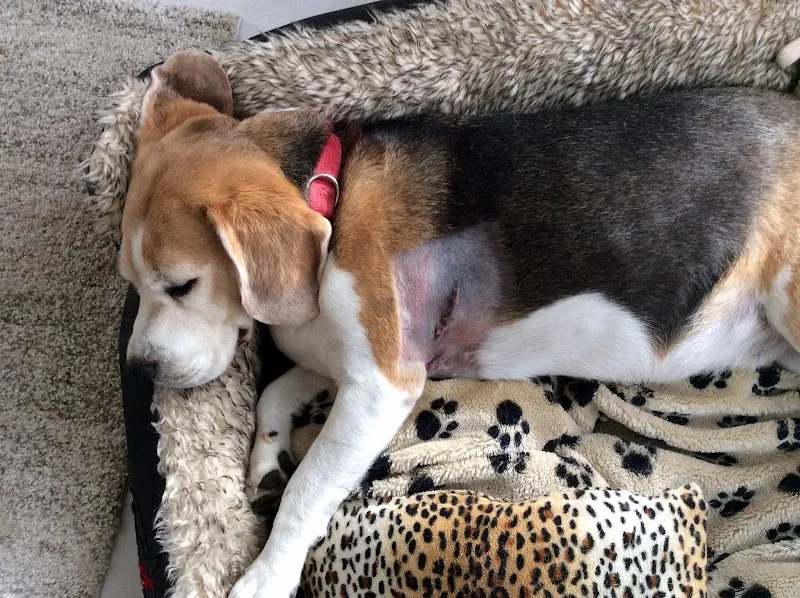 Tierarztpraxis Dr. med. vet. Daniel Zimmerli — Vétérinaire, Hilterfingen, Berne. Foto 3