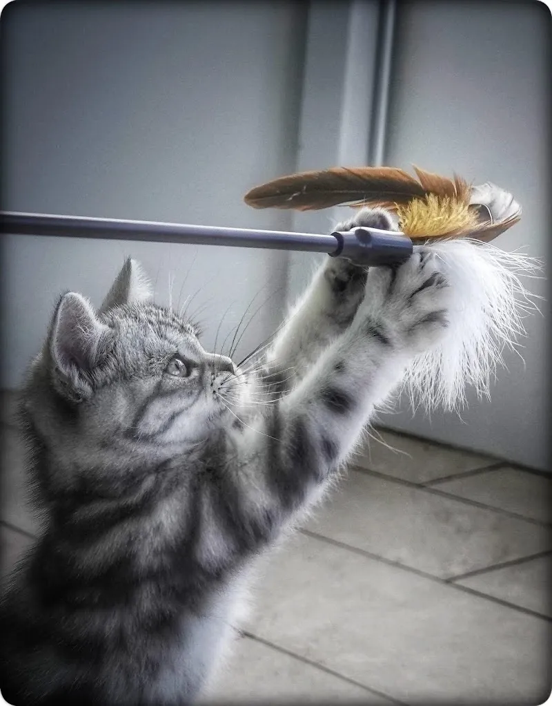 Tierarztpraxis Heggidorn AG — Veterinarian, Frauenkappelen, Bern. Foto 3