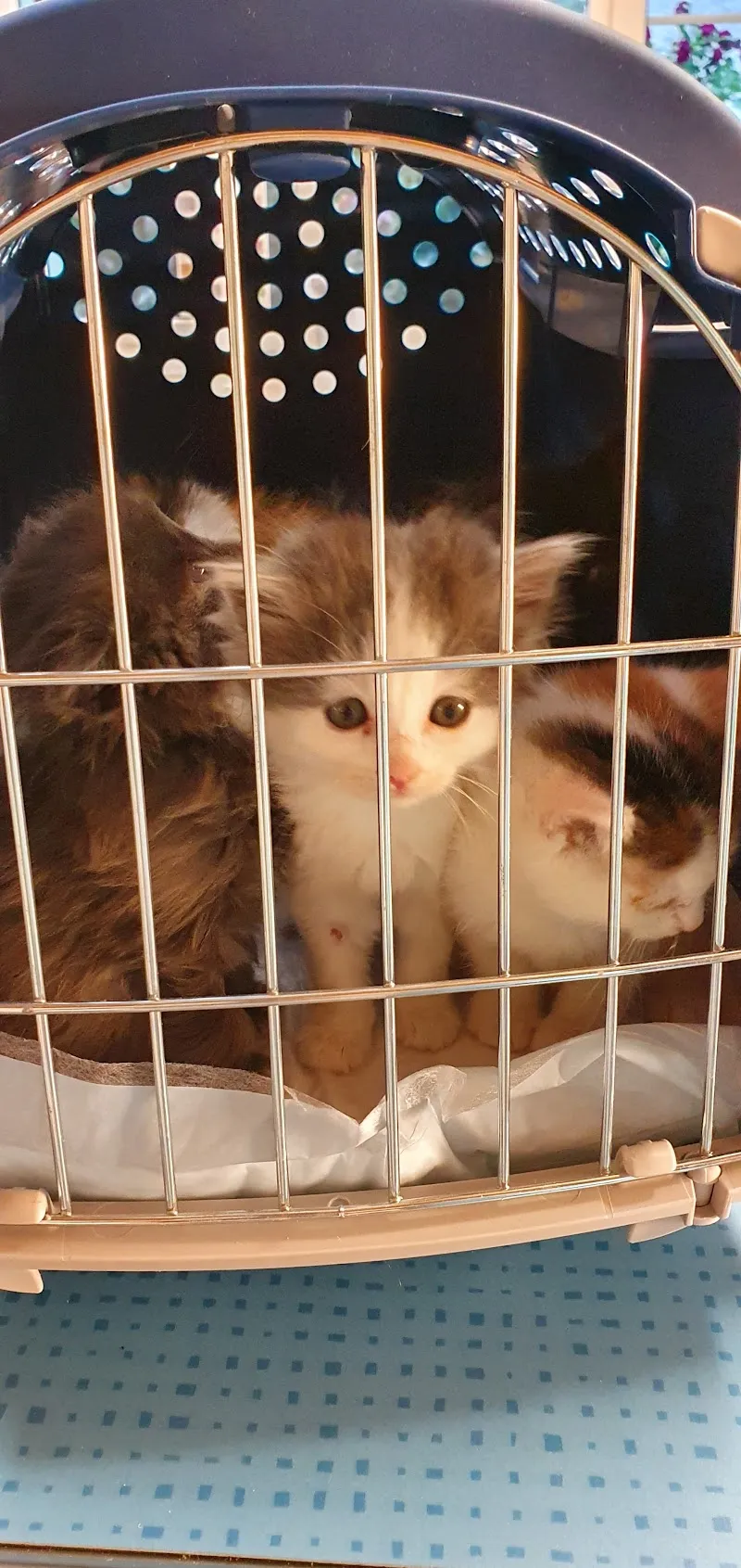 Tierarztpraxis Im blauen Haus AG — Tierarzt, Burgdorf, Bern. Foto 2