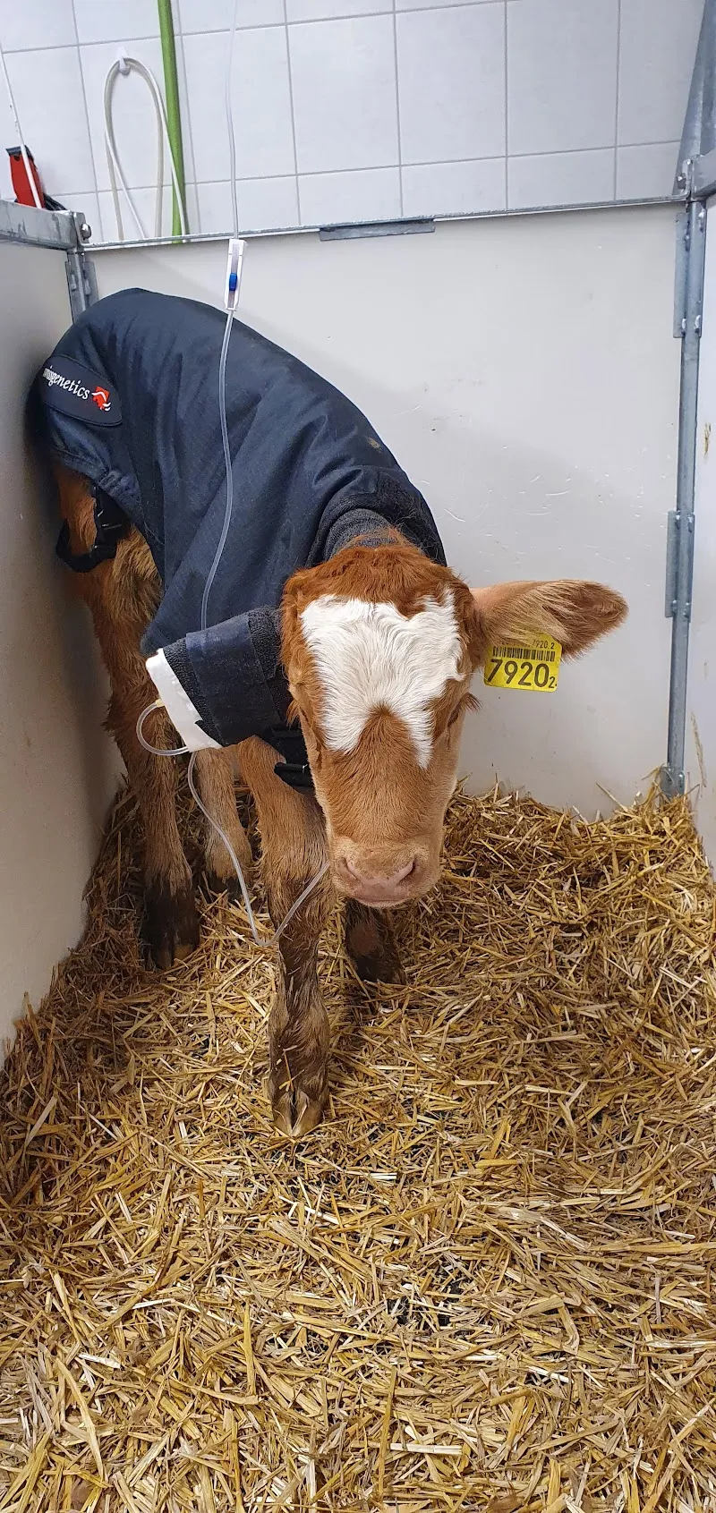 Tierarztpraxis Im blauen Haus AG — Tierarzt, Burgdorf, Bern. Foto 3