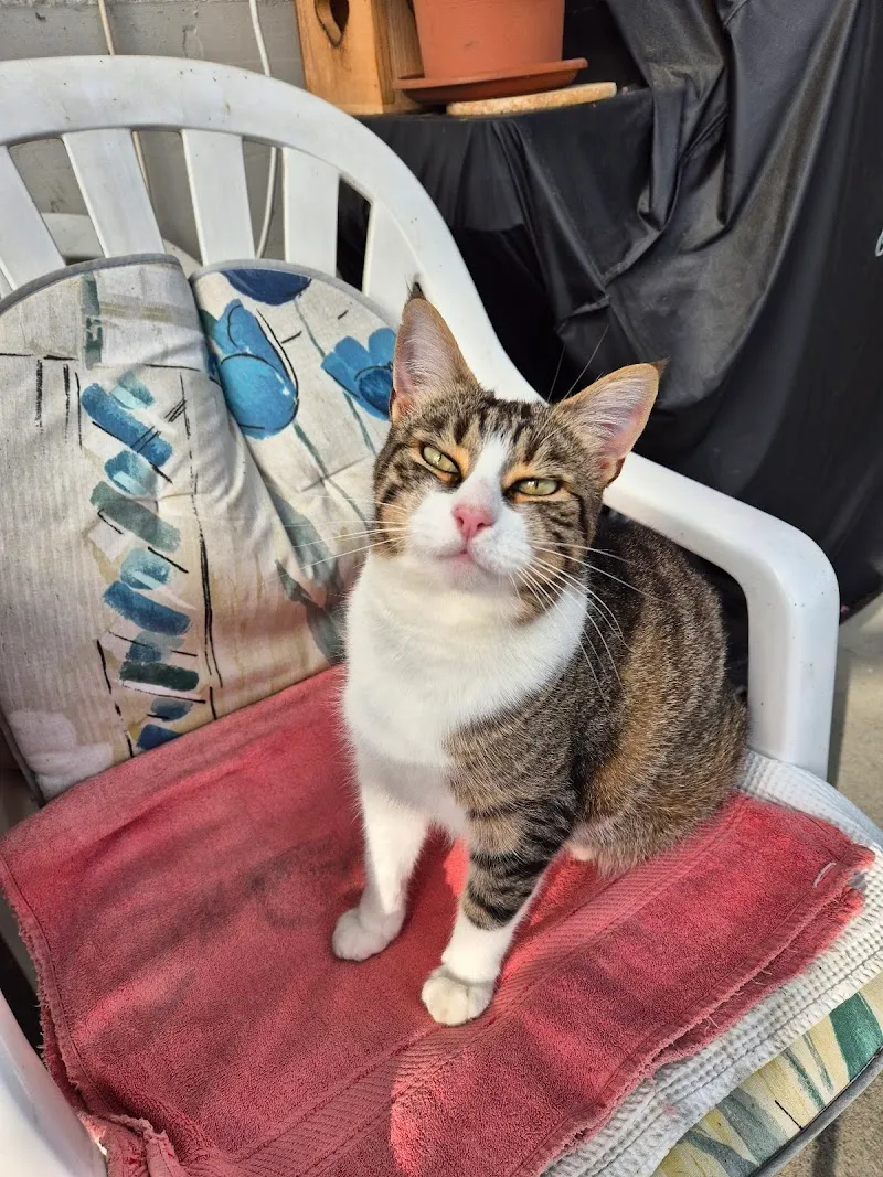 Tierarztpraxis Kiesen AG — Tierarzt, Kiesen, Bern. Foto 2