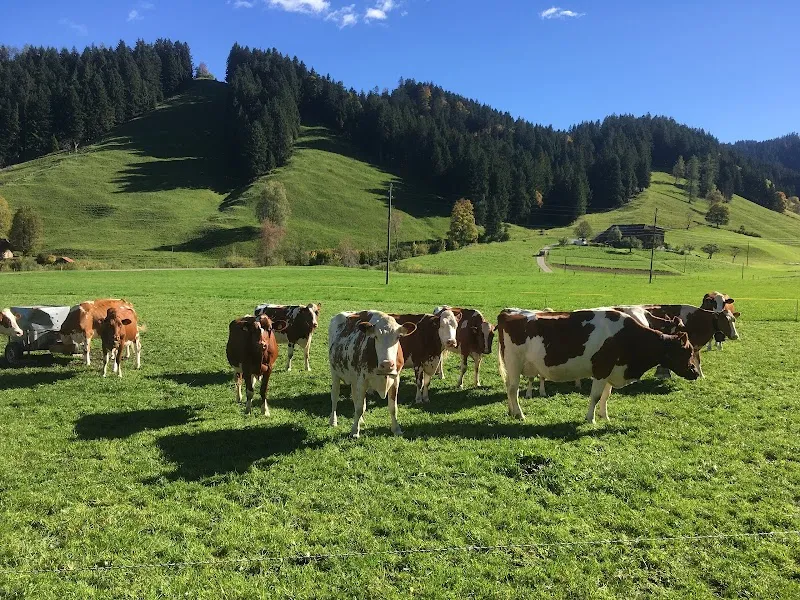 Tierarztpraxis Lauenen — Tierarzt in Thun, Bern. Bewertung 4.7/5.