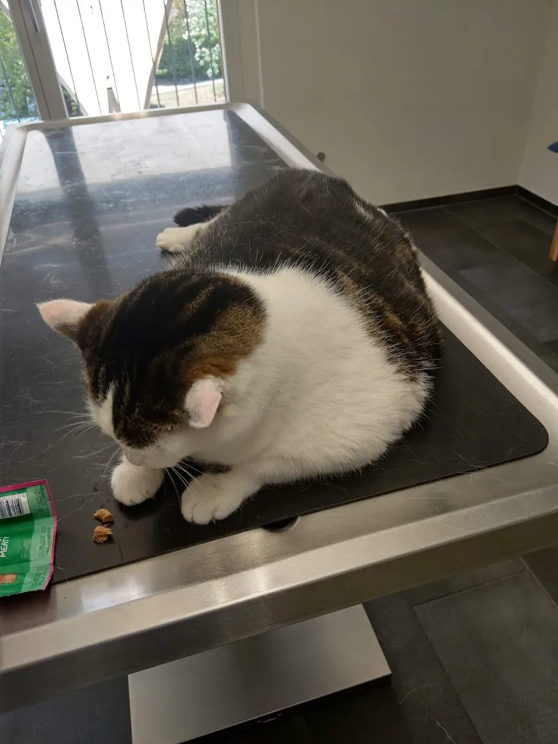 Tierarztpraxis Lauenen — Tierarzt, Thun, Bern. Foto 3