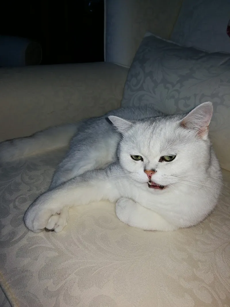 Tierarztpraxis Längenberg AG — Tierarzt, Riggisberg, Bern. Foto 3