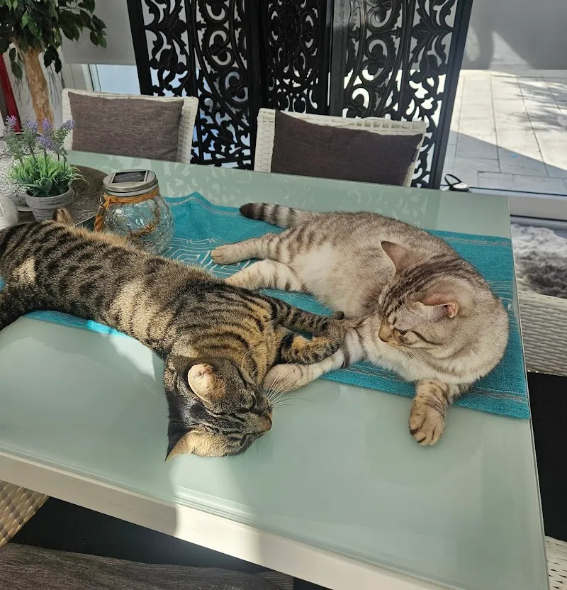 Katzenpension Hegi Fulenbach — Pension pour chats, Fulenbach, Soleure. Foto 2