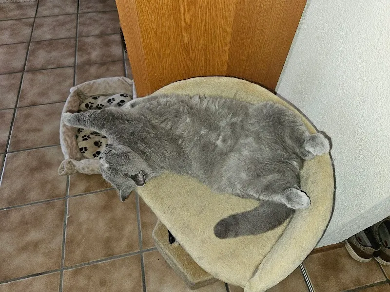 Katzenpension Hegi Fulenbach — Pension pour chats, Fulenbach, Soleure. Foto 3