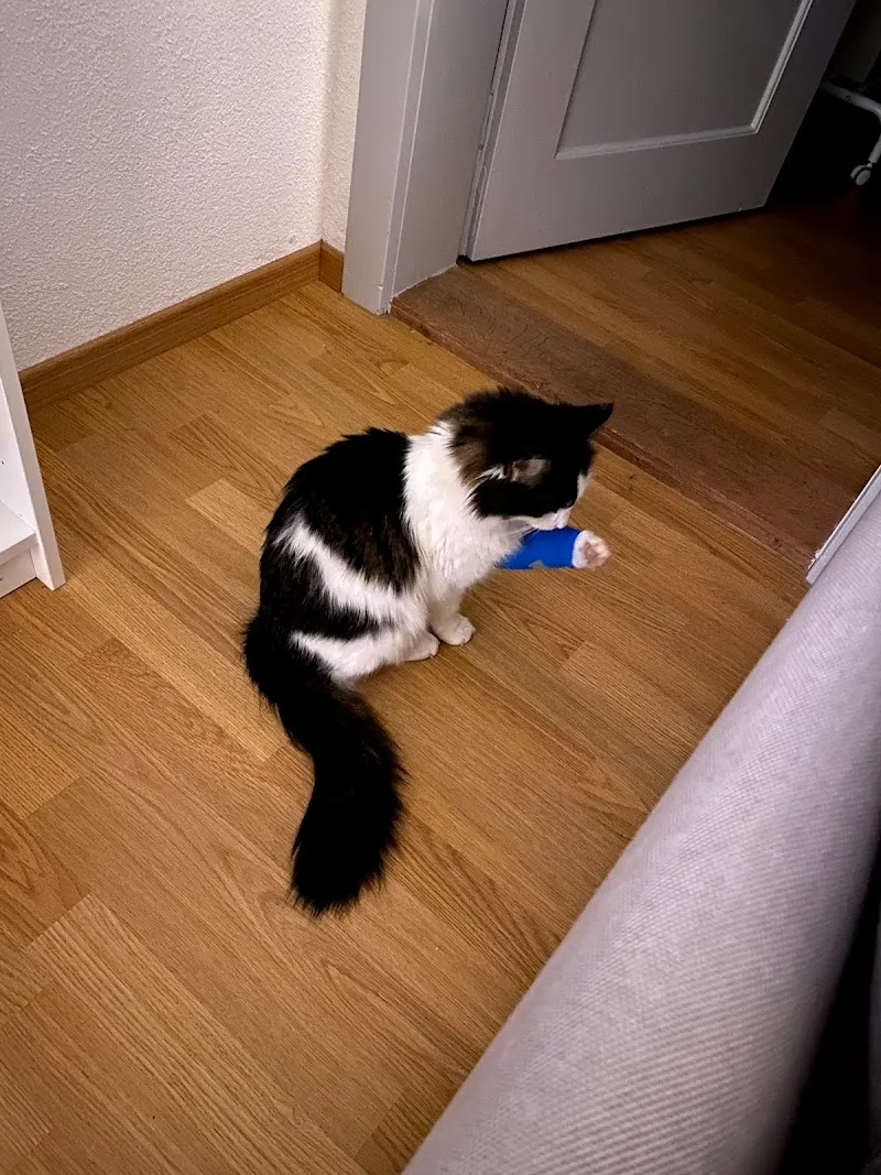 Tierarztpraxis Maison Blanche, Juchli — Tierarzt, Evilard, Bern. Foto 2