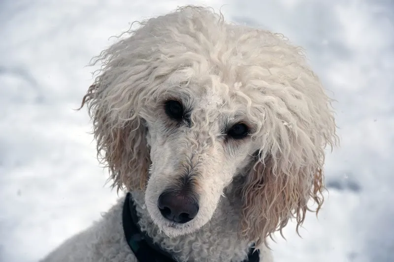 Tierarztpraxis Melusina — Tierarzt, Utzenstorf, Bern. Foto 3