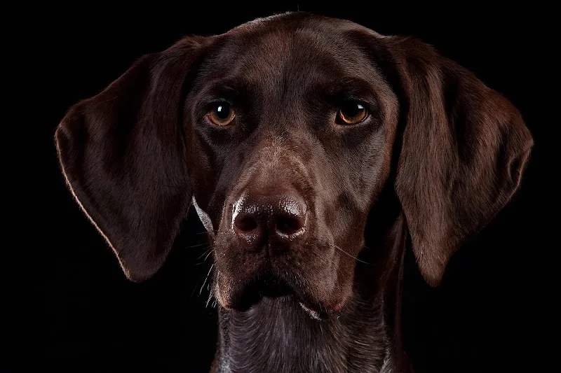 Tierarztpraxis Uetendorf — Tierarzt in Uetendorf, Bern. Bewertung 4.7/5.