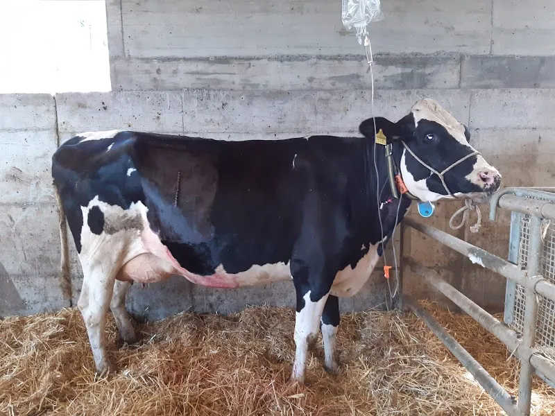 Tierarztpraxis Weber — Tierarzt in Büetigen, Bern. Bewertung 4.7/5.