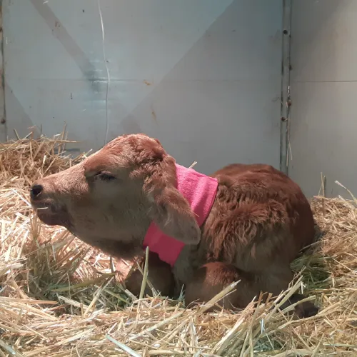 Tierarztpraxis Weber — Tierarzt, Büetigen, Bern. Foto 3