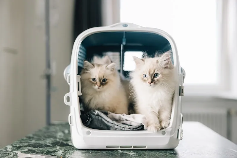 Tierarztpraxis am Bahnhof — Tierarzt, Thun, Bern. Foto 3