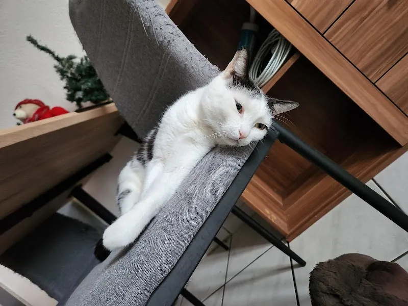 Tierarztpraxis am Kanal — Tierarzt in Biel, Bern. Bewertung 4.8/5.