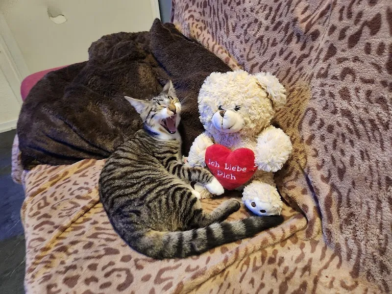 Tierarztpraxis am Kanal — Vétérinaire, Biel, Berne. Foto 3