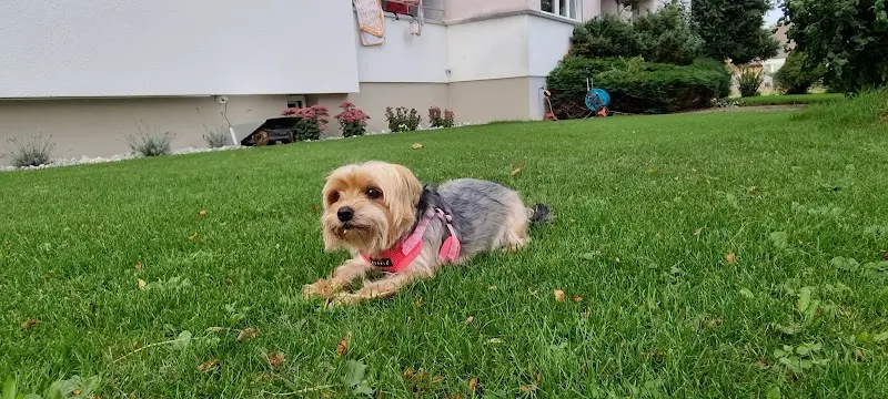 Tierarztpraxis buchsi-vet AG — Veterinarian, Herzogenbuchsee, Bern. Foto 2