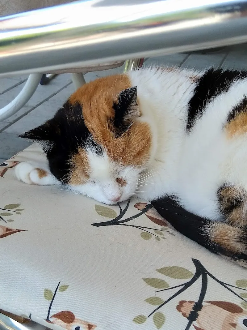 Tierarztpraxis ir EY — Tierarzt, Wattenwil, Bern. Foto 3