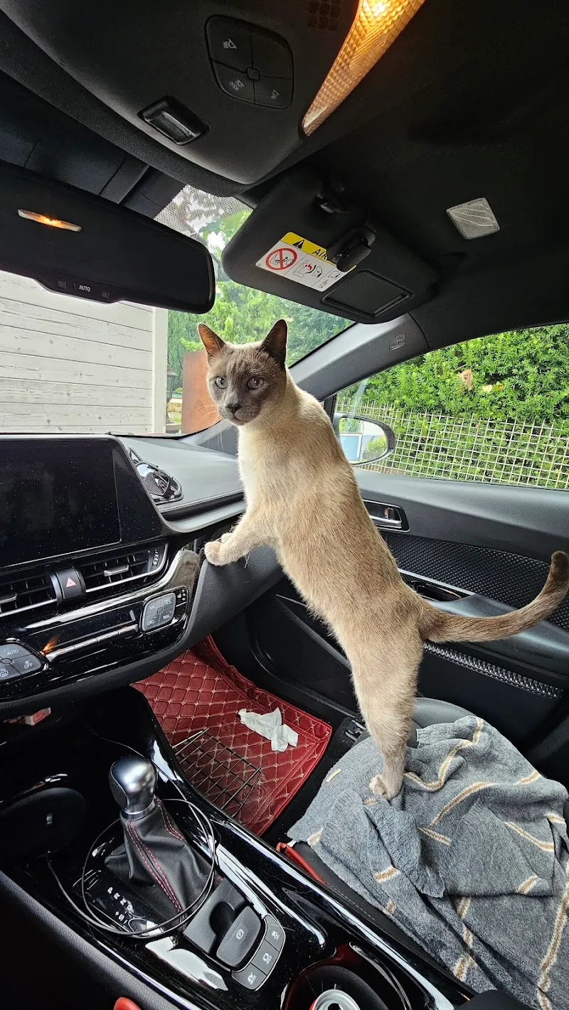 Katzenstube Burgdorf — Katzenpension in Burgdorf, Bern. Bewertung 5.0/5.