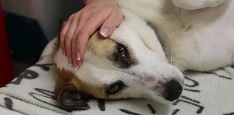 Tierarztpraxis, Cabinet vétérinaire Au Chat Bleu Sàrl — Tierarzt, Biel, Bern. Foto 2