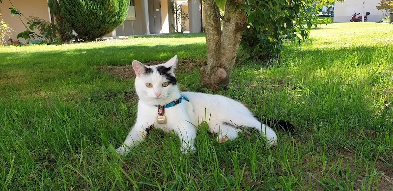 Tierarztpraxis, Cabinet vétérinaire Au Chat Bleu Sàrl — Tierarzt, Biel, Bern. Foto 3