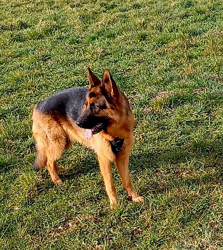 Tierheilpraxis Thun — Tierarzt in Thun, Bern. Bewertung 4.5/5.