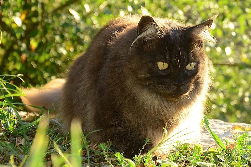 Tierhomöopathie Mathys GmbH — Vétérinaire, Seftigen, Berne. Foto 2