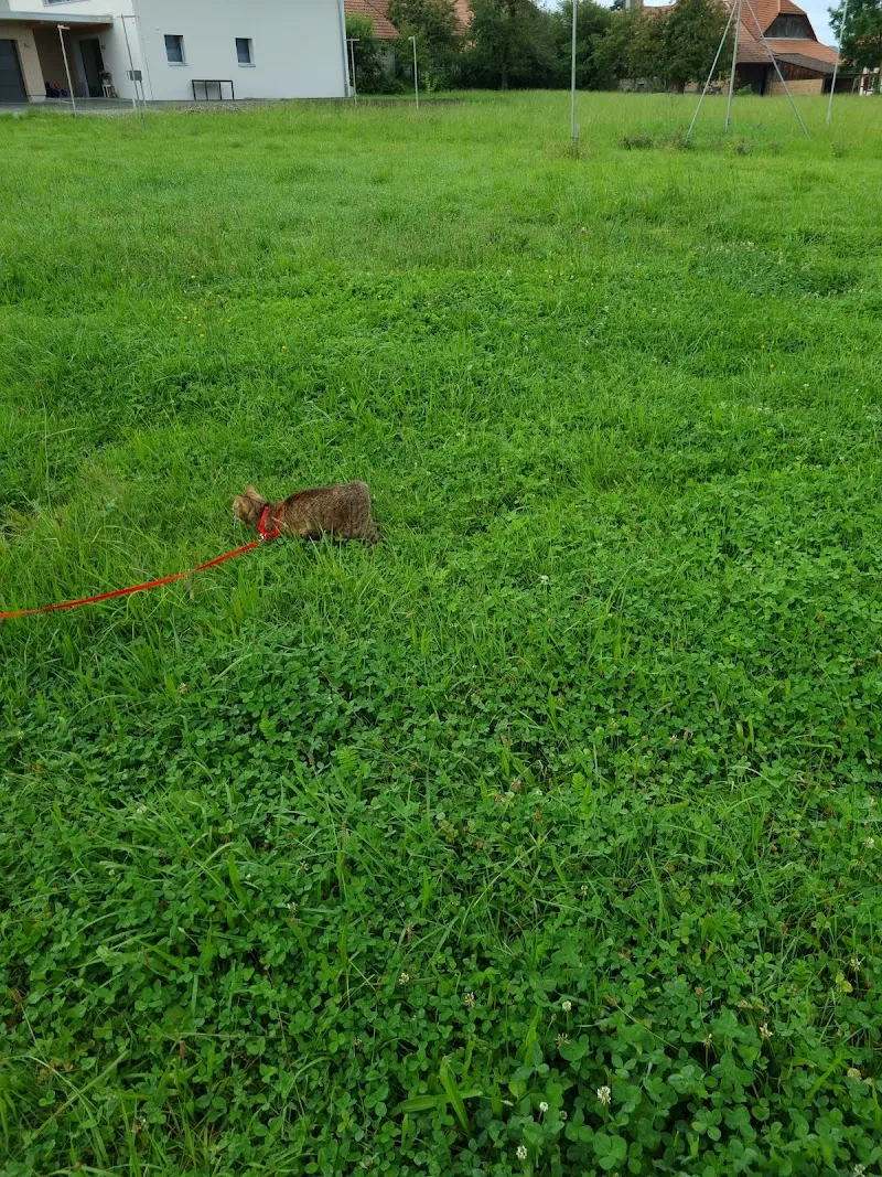 Tierklinik Hübschenacher — Tierarzt in Rapperswil, Bern. Bewertung 4.8/5.