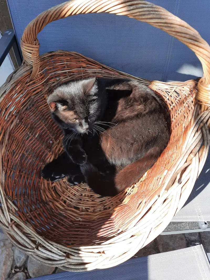 Tierklinik Hübschenacher — Tierarzt, Rapperswil, Bern. Foto 2