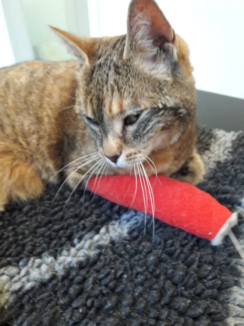 Tierklinik Hübschenacher — Tierarzt, Rapperswil, Bern. Foto 3