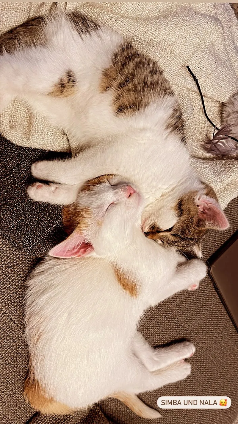 Katzenstube Emmen — Katzenpension in Emmen, Luzern. Bewertung 5.0/5.