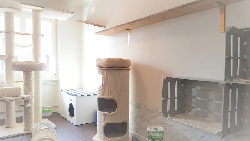 Katzenstube Emmen — Pension pour chats, Emmen, Lucerne. Foto 2