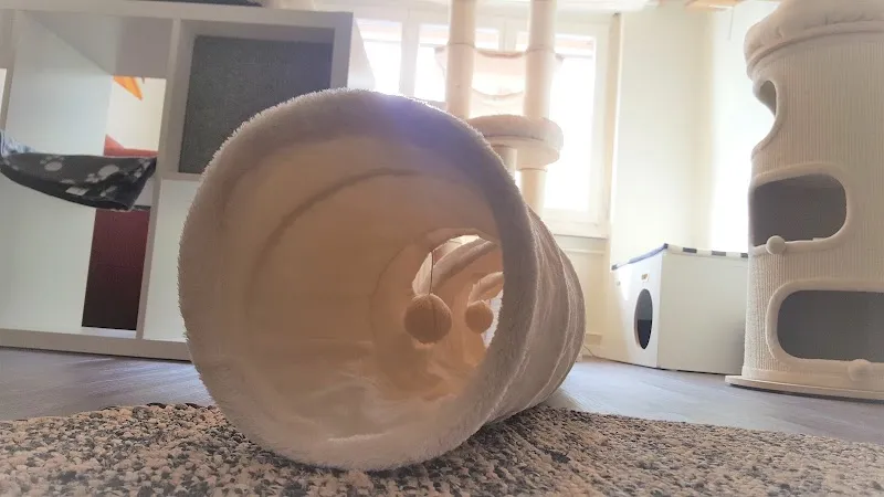 Katzenstube Emmen — Pension pour chats, Emmen, Lucerne. Foto 3