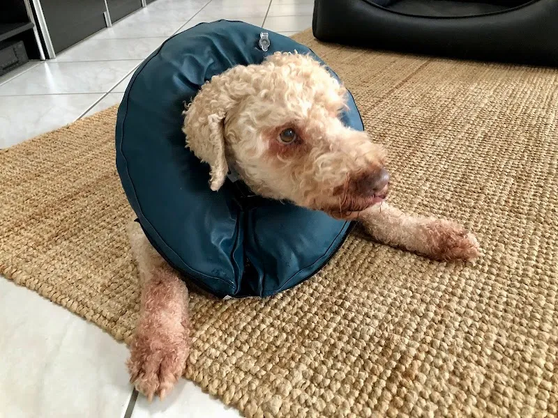 Tierklinik Sonnenhof AG — Veterinarian, Derendingen, Solothurn. Foto 3