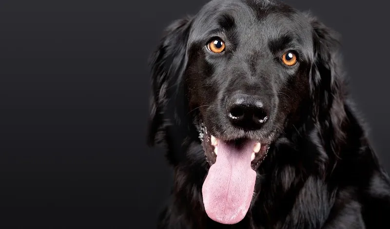 Tierpraxis Senn GmbH — Tierarzt in Kerzers, Freiburg. Bewertung 4.9/5.