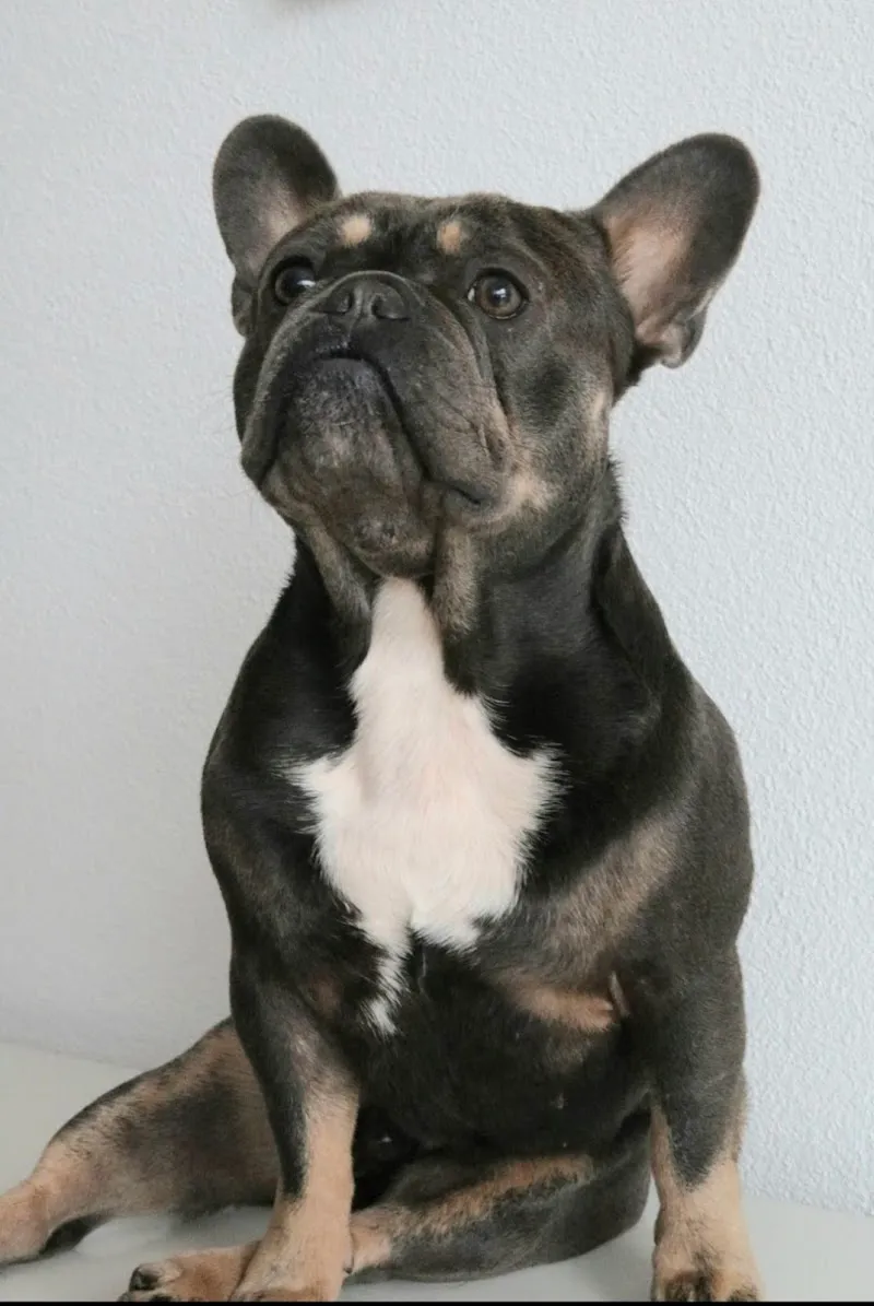 VET Zentrum Bern Breitenrain — Tierarzt in Bern, Bern. Bewertung 4.7/5.