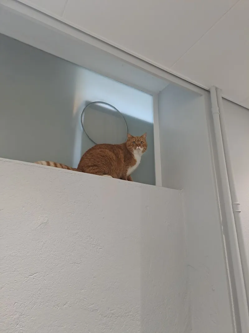 VET Zentrum Bern Breitenrain — Vétérinaire, Bern, Berne. Foto 2